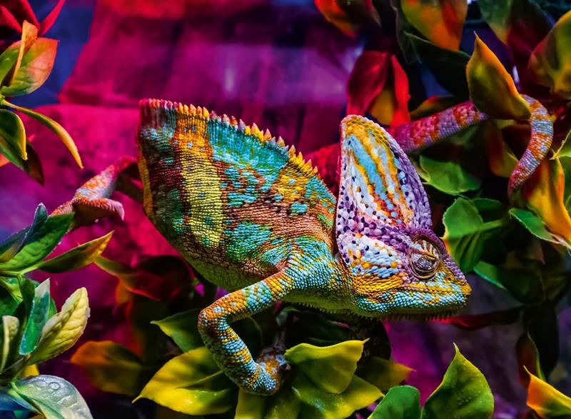 Ravensburger Puzzle - Colorful animals : Chameleon - 500 Pieces