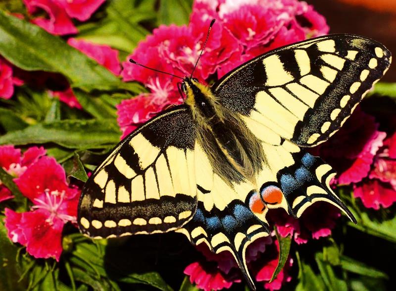 Ravensburger Puzzle – Colorful animals : Butterfly – 500 Pieces