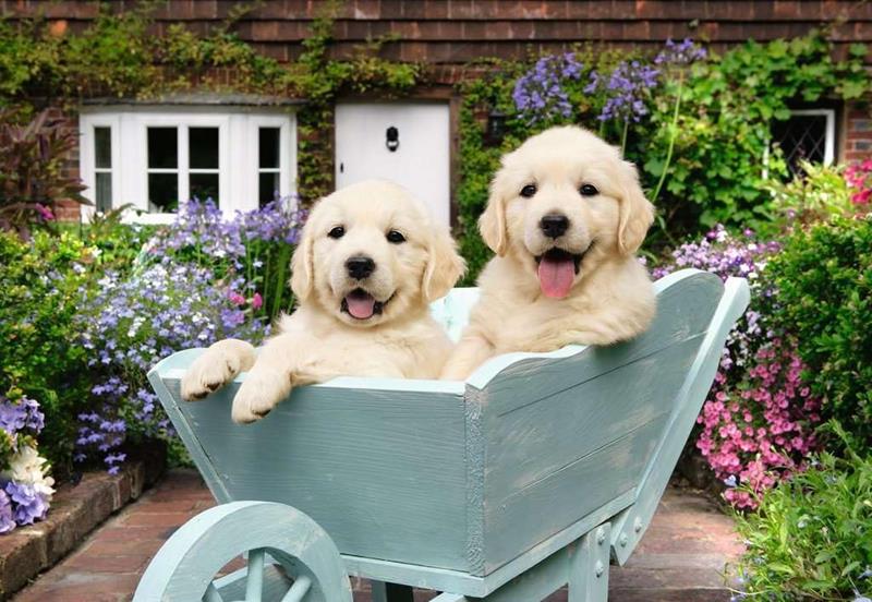 Ravensburger Puzzle - Puppy Golden Retriever - 200 Pieces XL