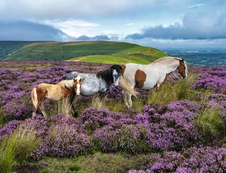 Ravensburger Puzzle – Wild Horses in the Heather – 2000 Pieces