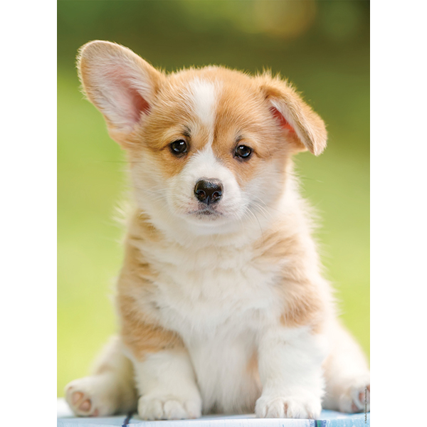 Casse-tête Nathan - Collection tendresse : Adorable corgi - 500 pièces