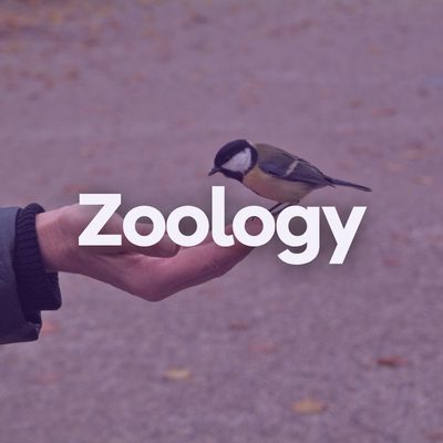 Image Zoology