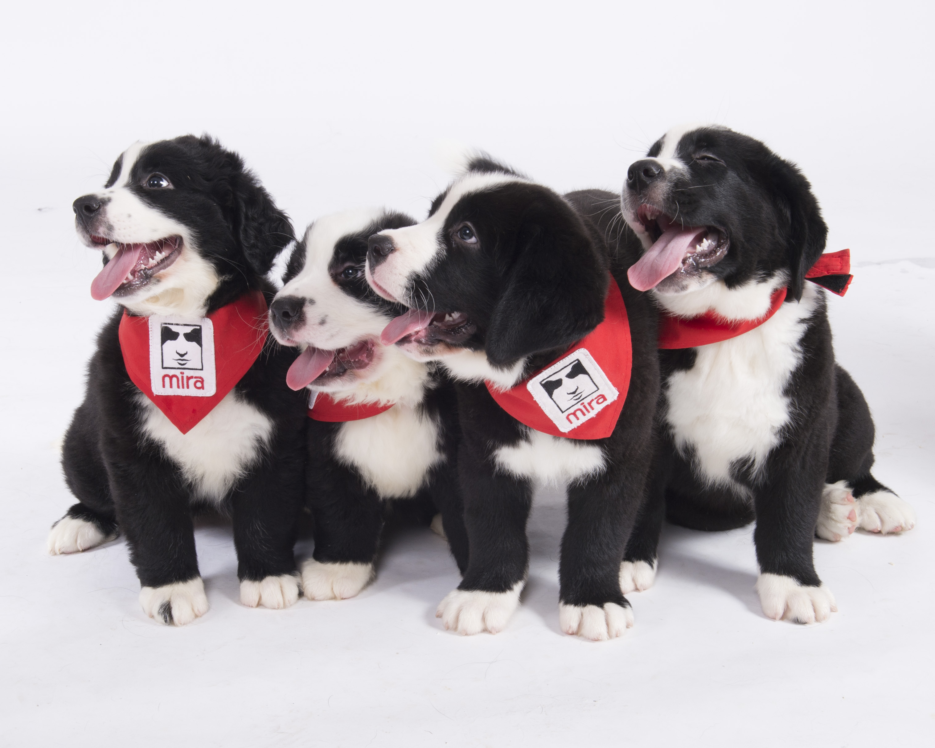 Programme Mira - Chiens guides