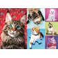 C-T.1000 MCX CHATS ENJOUES
