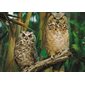 Casse-tête 1000 morceaux -  OISEAUX DE NUIT