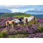 Ravensburger Puzzle – Wild Horses in the Heather – 2000 Pieces