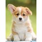 Nathan Puzzle – Tenderness Collection: Adorable Corgi – 500 Pieces