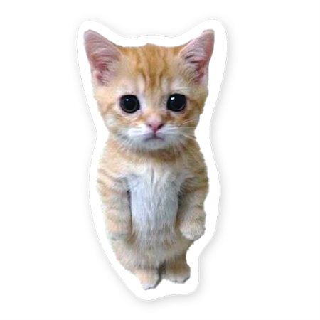AUTOCOLL. VINYLE CHATON