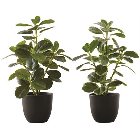 Artificial Plant - Ficus Elastica