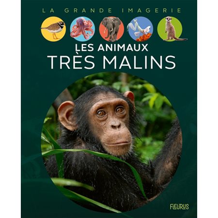 Les animaux très malins