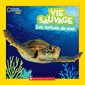 Vie sauvage; Les tortues de mer