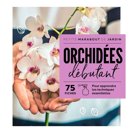 Orchidées débutant