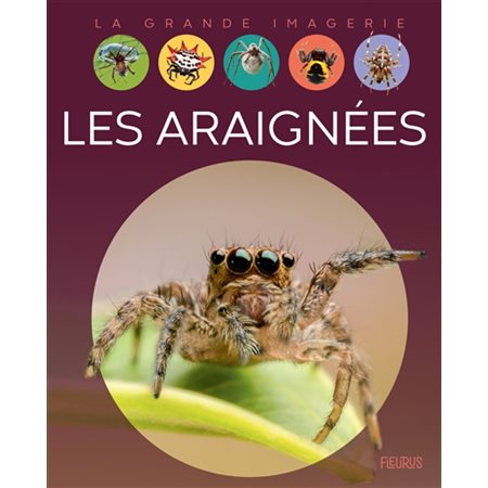 Les araignées, La grande imagerie