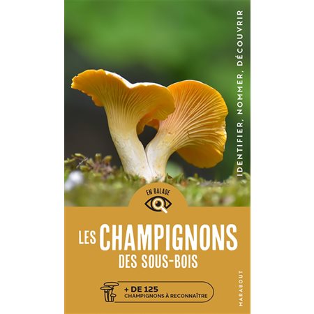 Les champignons des sous-bois