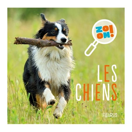 Zoom ! Les chiens