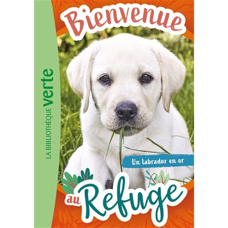 Bienvenue au refuge #8 Un labrador en or