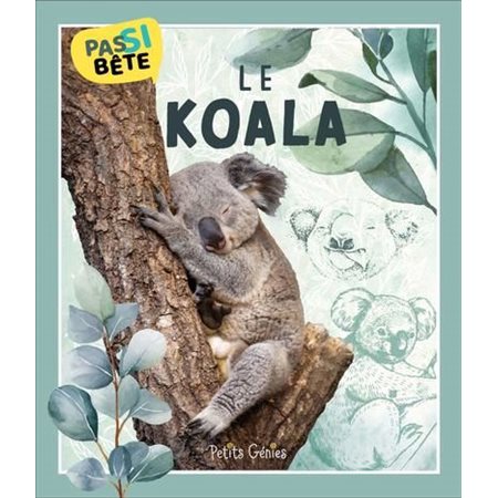 Pas si bête : Le koala