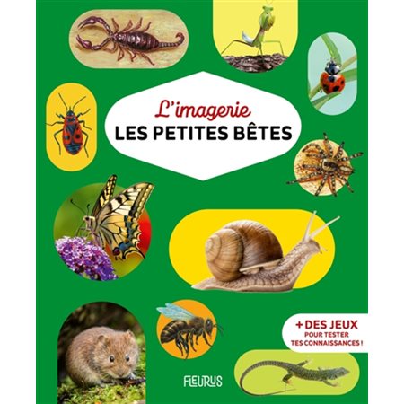 L'imagerie : Les petites bêtes