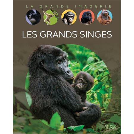 La grande imagerie : Les grands singes