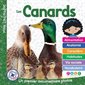 Mon Louloudoc : Les canards