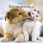 Calendrier 2026 : Bébés Animaux