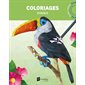 Coloriages oiseaux