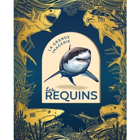 La grande imagerie : Les requins